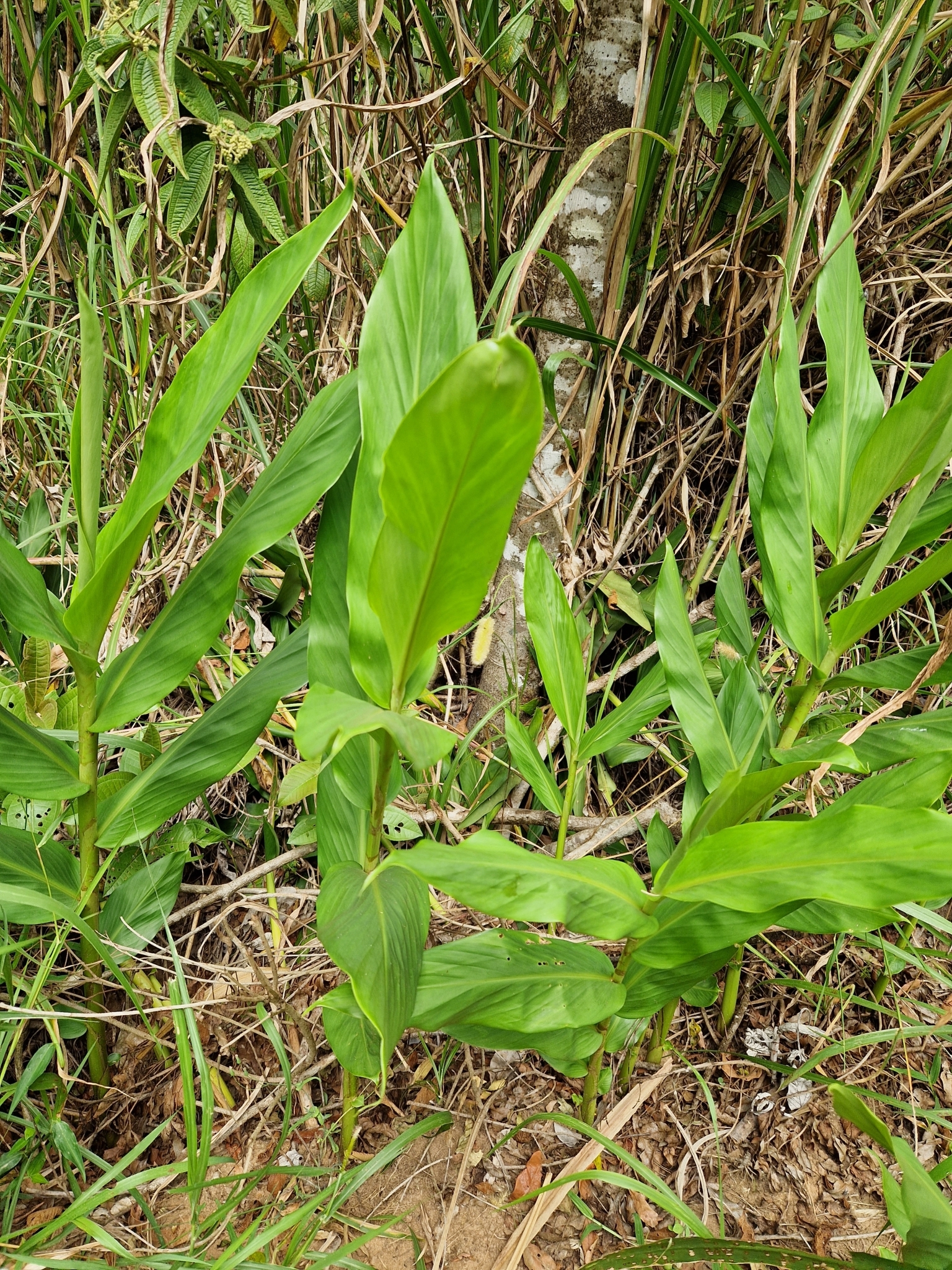 Hedychium coronarium