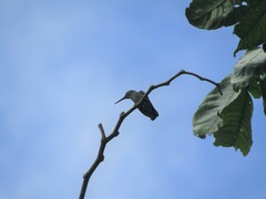 Heliomaster longirostris