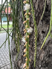Rhipsalis lindbergiana