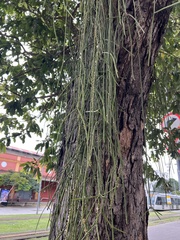 Rhipsalis lindbergiana