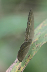Brakefieldia perspicua