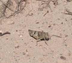 Oedipoda caerulescens