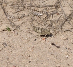 Oedipoda caerulescens