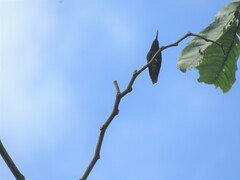 Heliomaster longirostris