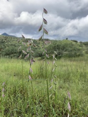 Bouteloua chondrosioides