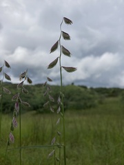 Bouteloua chondrosioides