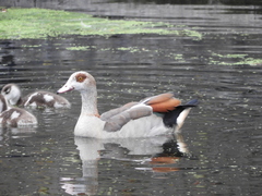 Alopochen aegyptiaca