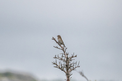 Haemorhous purpureus purpureus