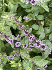 Mentha × verticillata