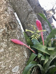 Billbergia distachia