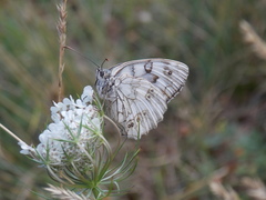 Melanargia russiae
