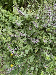 Mentha × verticillata