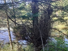 Chrysomyxa arctostaphyli