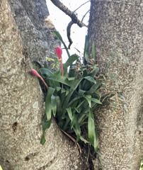 Billbergia distachia