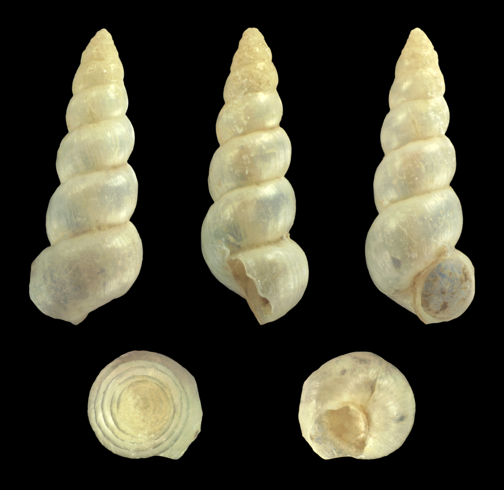 lesser spire shell
