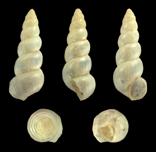 lesser spire shell