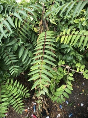 Juglans nigra