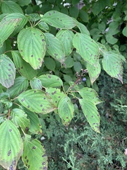 Parallelodiplosis subtruncata