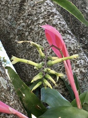 Billbergia distachia