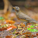 Eyebrowed Thrush - Photo (c) Robert tdc, some rights reserved (CC BY-SA)