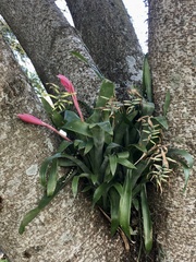Billbergia distachia