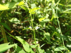 Scutellaria dependens