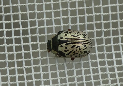 Common Willow Calligrapher Beetle photo 2