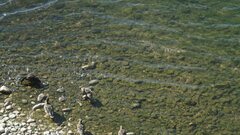 Anas platyrhynchos