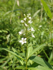 Lysimachia fortunei