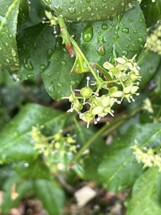 Euonymus fortunei