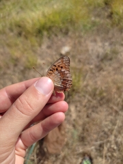 Argynnis adippe