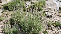 Artemisia scopulorum