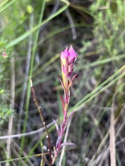 Polygala bracteolata