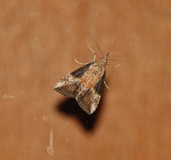 Hypena scabra