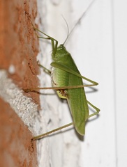 Scudderia furcata