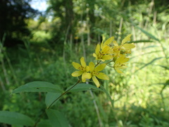 Lysimachia davurica