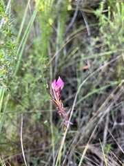 Polygala bracteolata