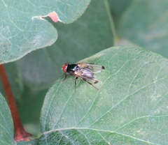 Seioptera vibrans