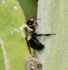 Bombus impatiens