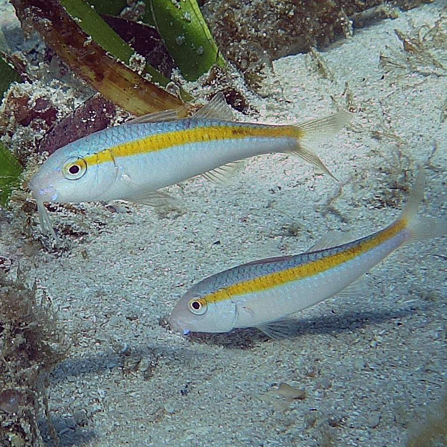 Rosy Goatfish