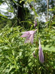 Hosta sieboldii