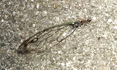 Neotibicen canicularis