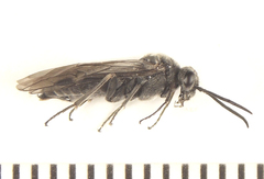 Dolerus eversmanni