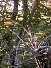 Tillandsia ixioides