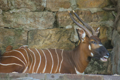 Tragelaphus eurycerus