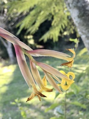 Tillandsia ixioides