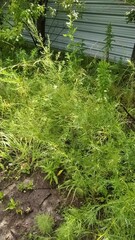 Artemisia dracunculus dracunculus