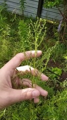 Artemisia dracunculus dracunculus