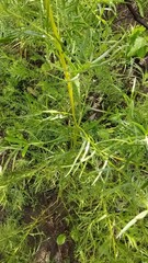 Artemisia dracunculus dracunculus