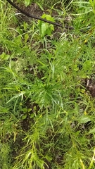 Artemisia dracunculus dracunculus